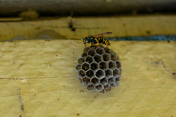 Wasp and Bee Control