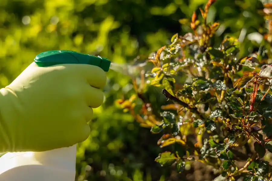 Reliable Pest Controller in Milwaukee, WI